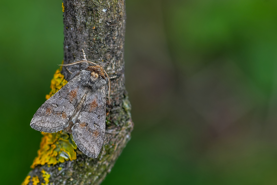 Asphalia ruficollis - vörösnyakú pihésszövő