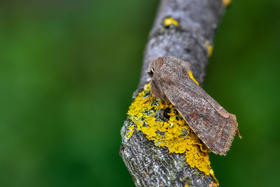 Orthosia incerta - változékony barkabagoly Orthosia incerta - változékony barkabagoly
