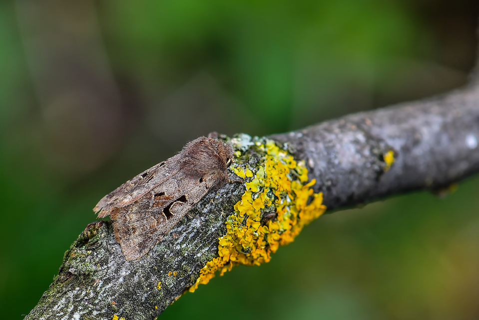 Orthosia gothica - feketefoltos barkabagoly