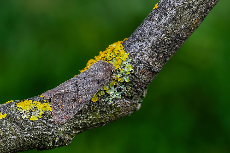 Orthosia populeti - nyárfa-barkabagoly