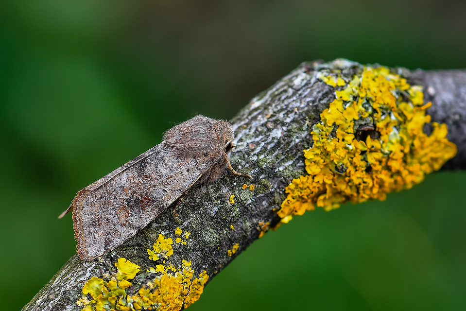 Orthosia incerta - változékony barkabagoly