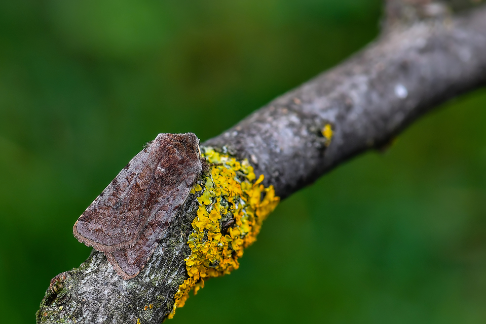 Cerastis rubricosa - vörhenyes tavaszibagoly