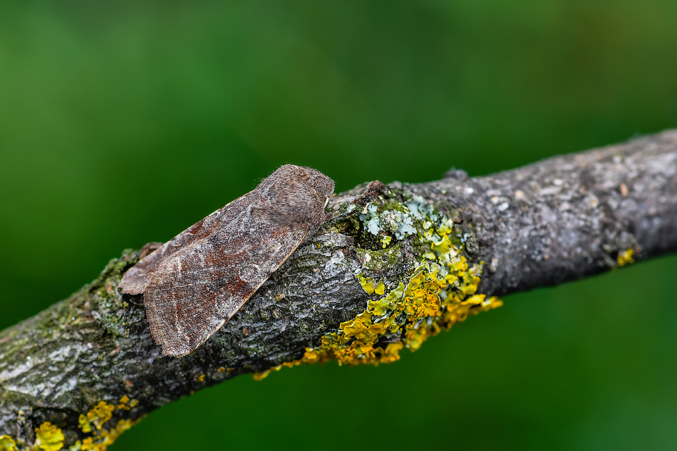 Orthosia incerta - változékony barkabagoly