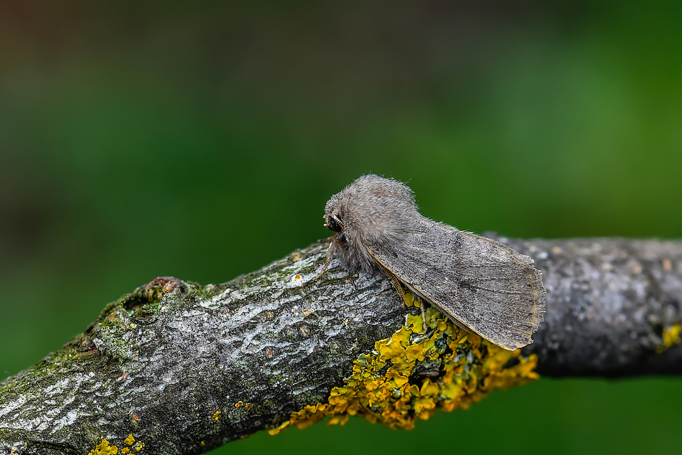 Orthosia populeti - nyárfa-barkabagoly