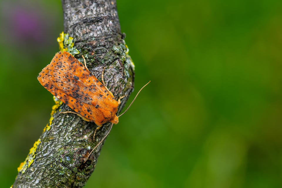 Conistra rubiginea - vörös őszibagoly