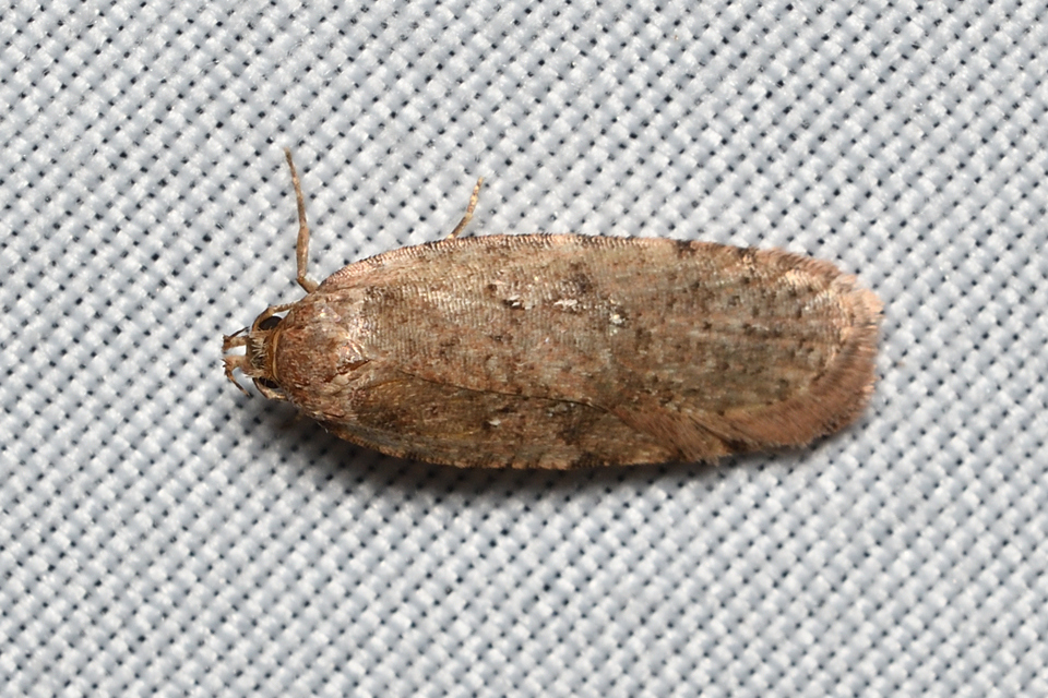 Agonopterix