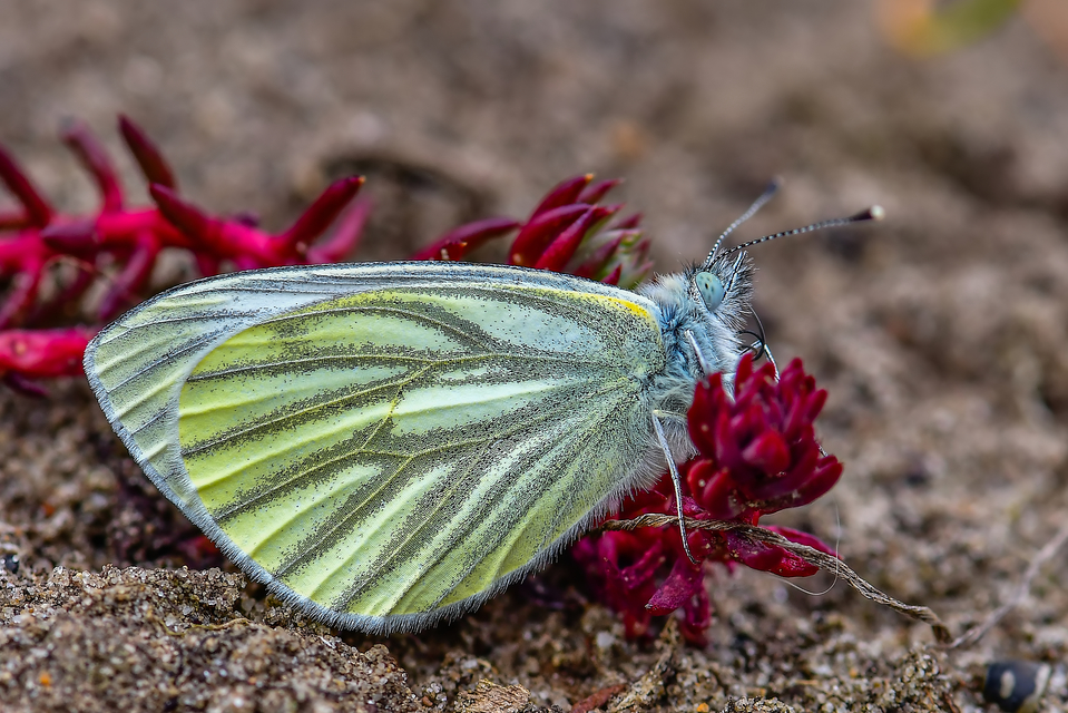 Pieris napi - repcelepke