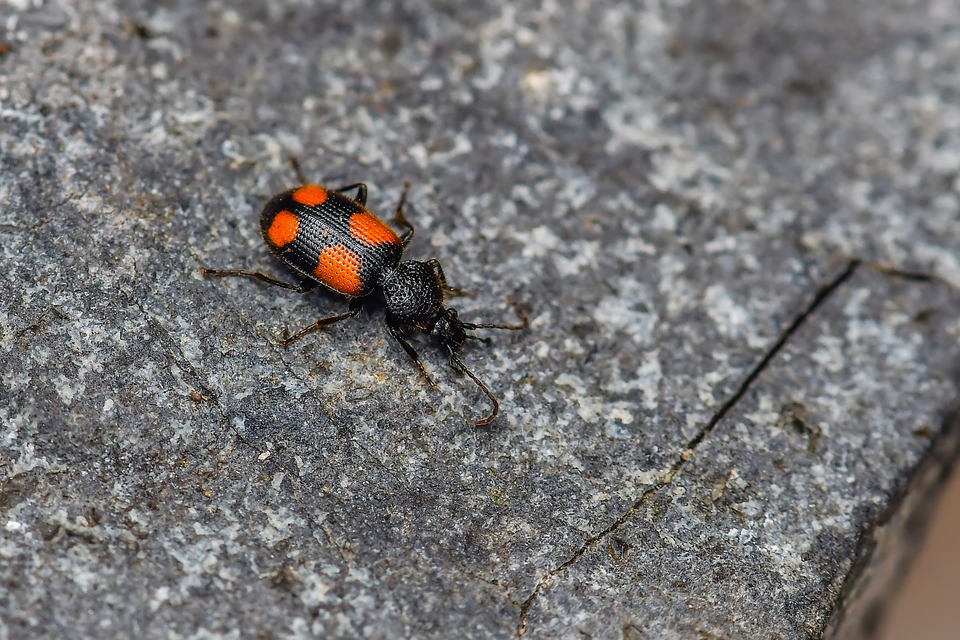 Panagaeus bipustulatus - kis keresztesfutó