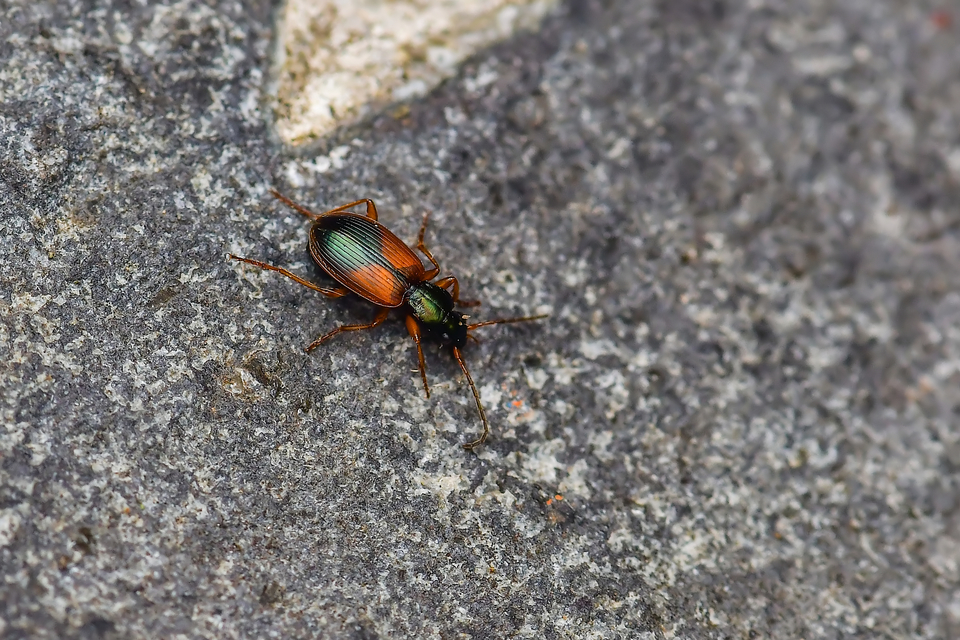 Anchomenus dorsalis - hátfoltos kisfutó