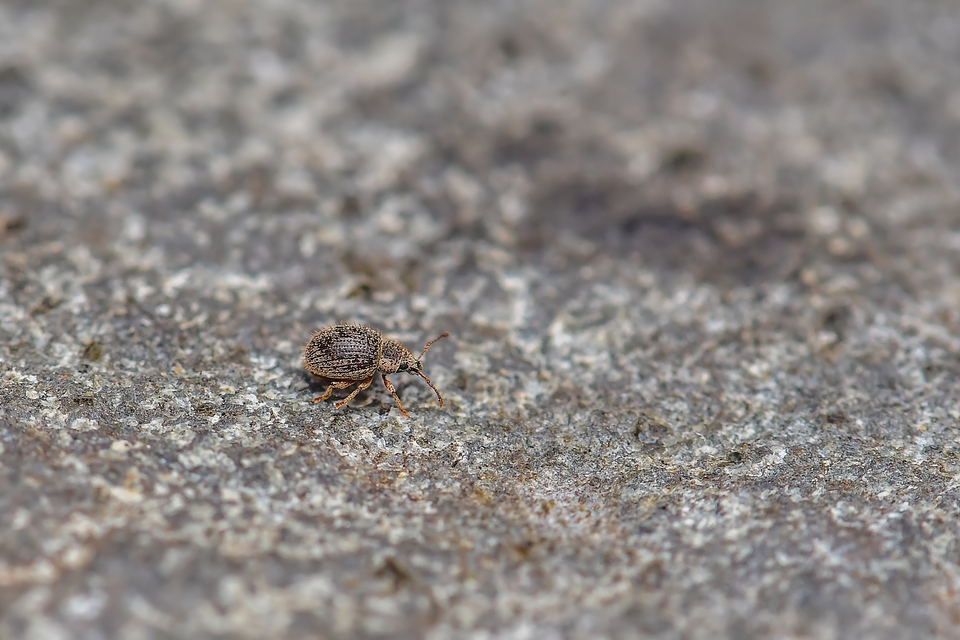 Brachysomus echinatus - tüskés gyepormányos Brachysomus echinatus - tüskés gyepormányos
