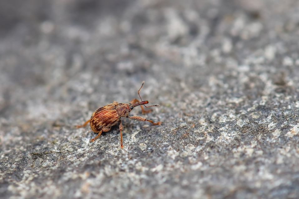 Anthonomus rectirostris - meggymaglikasztó