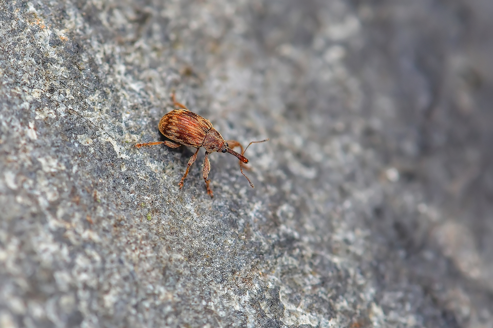 Anthonomus rectirostris - meggymaglikasztó