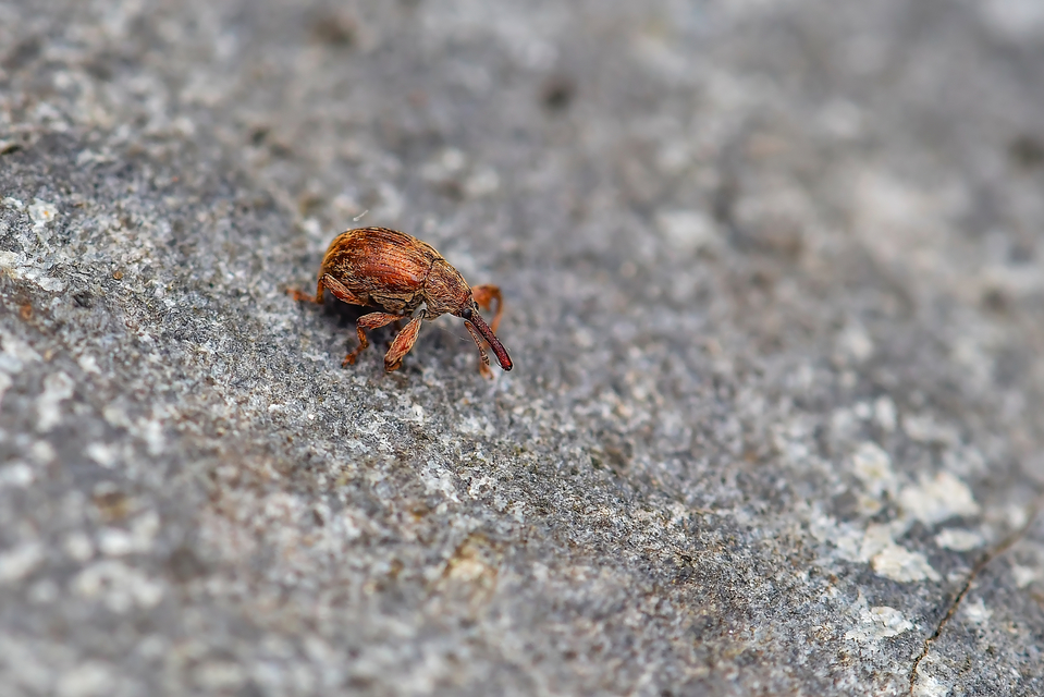 Anthonomus rectirostris - meggymaglikasztó