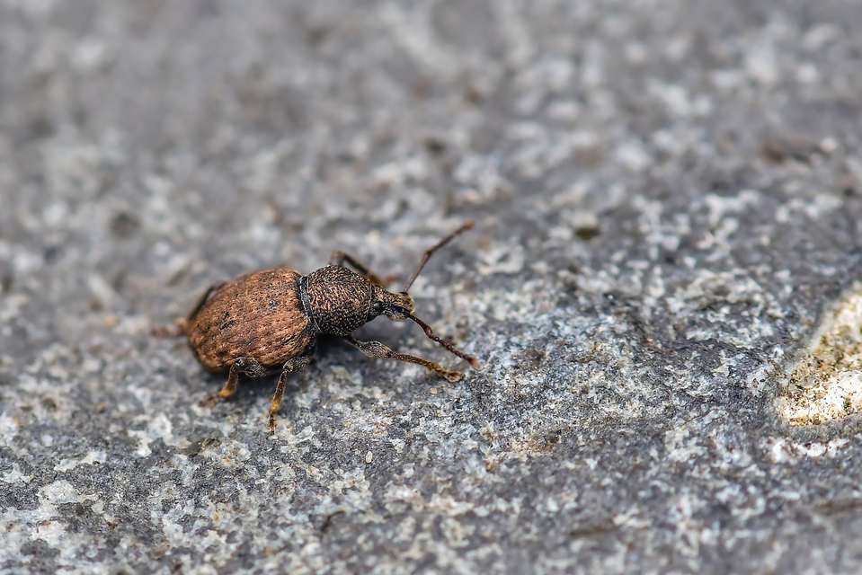 Otiorhynchus raucus - molyhos gyalogormányos