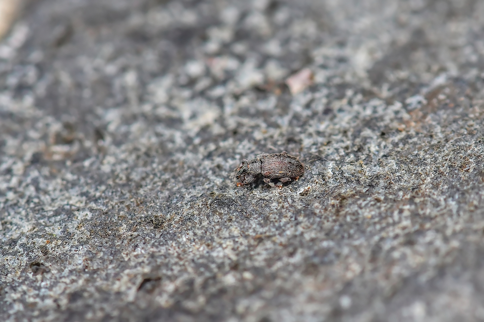 Curculionidae - ormányosbogár-félék