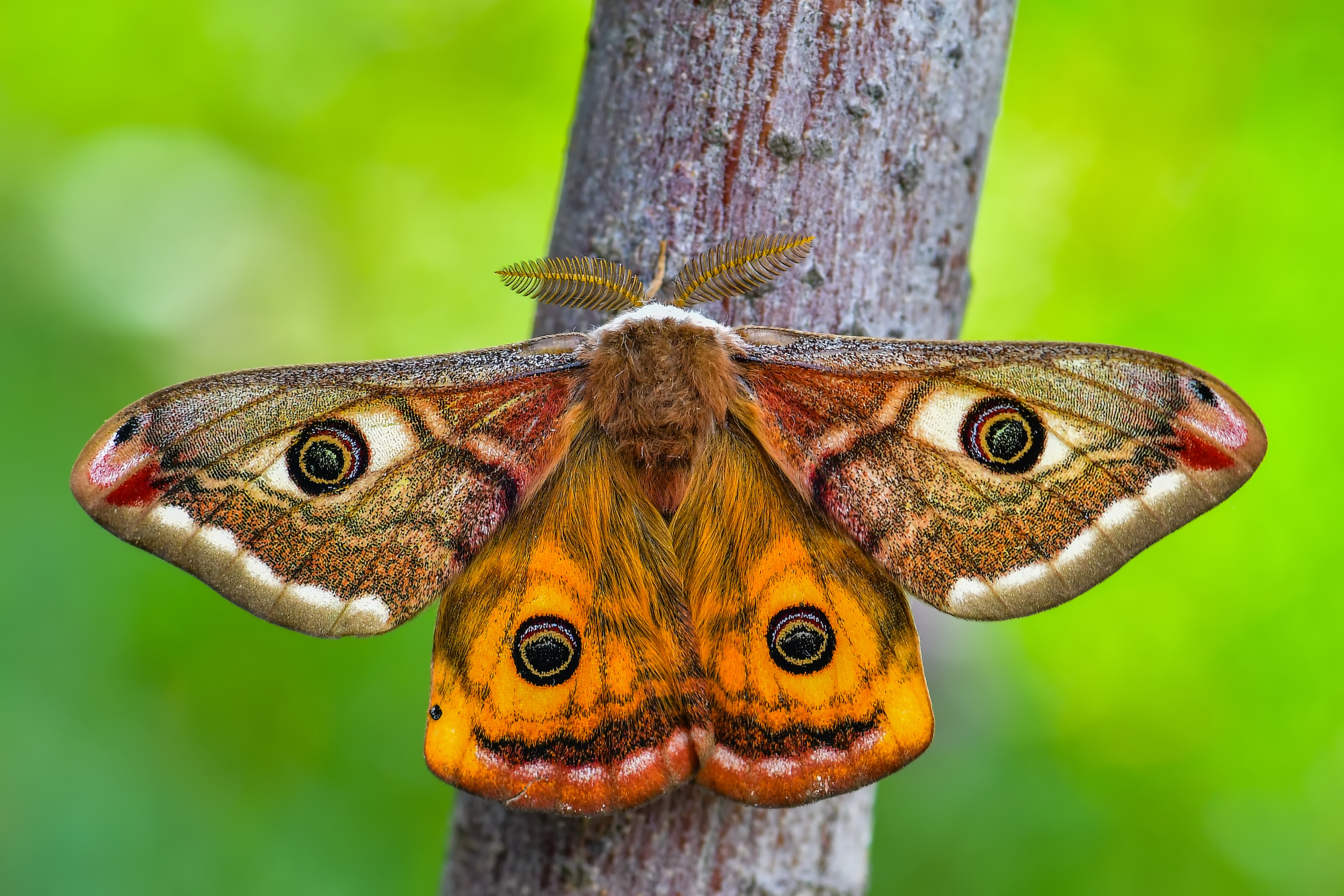 Saturnia pavoniella/pavonia