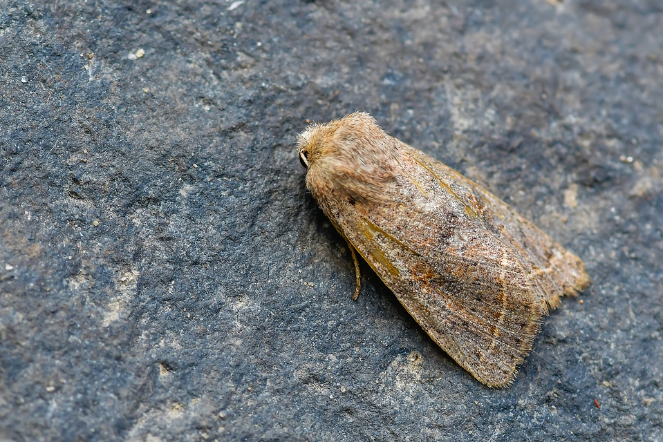 Orthosia cerasi - közepes barkabagoly
