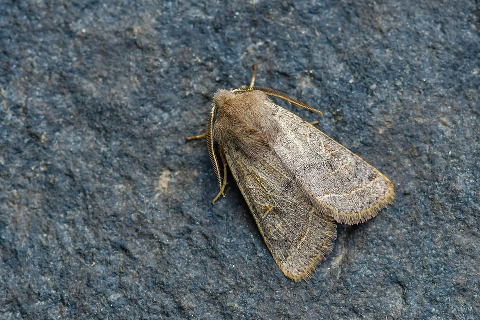 Orthosia cerasi - közepes barkabagoly