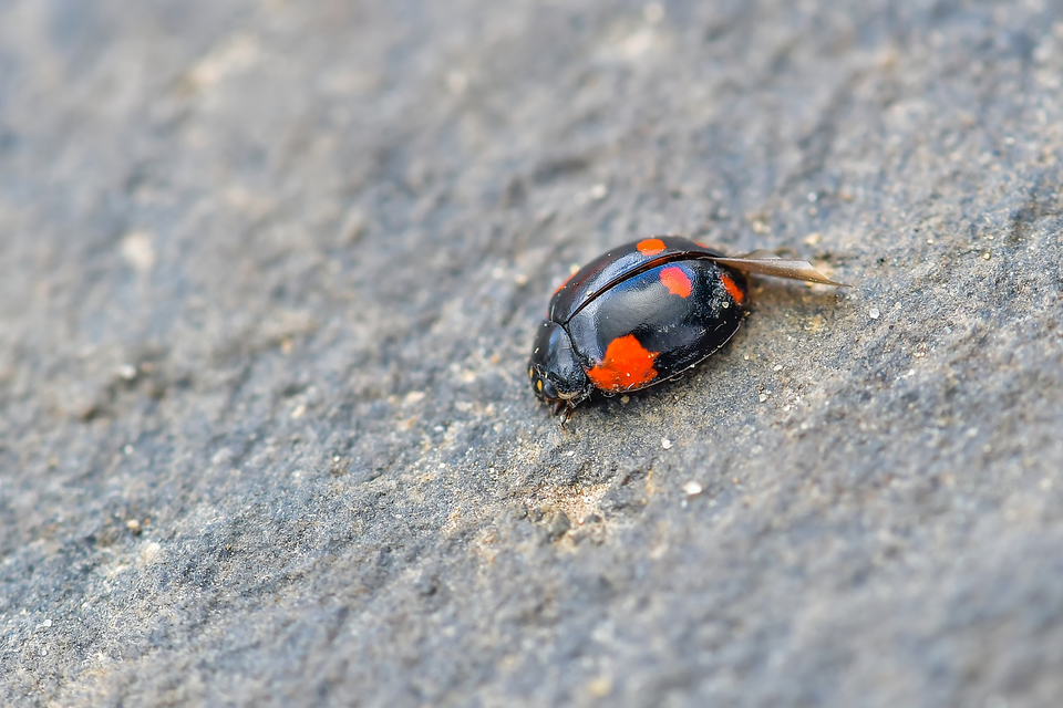 Adalia bipunctata - kétpettyes katica