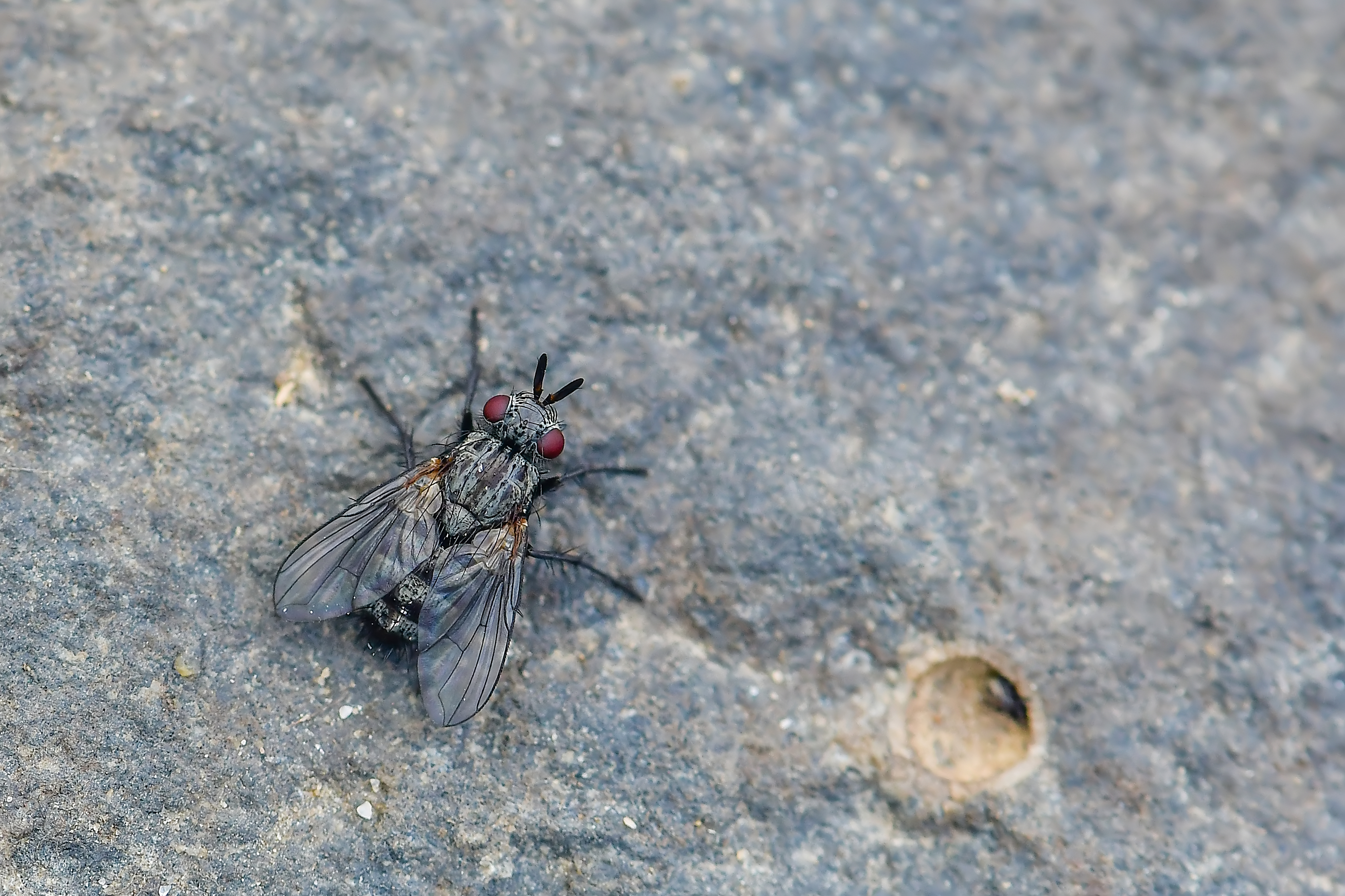Triarthria setipennis - fülbemászók fürkészlegye