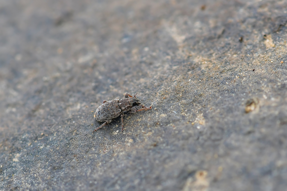 Sitona hispidulus - szőrös csipkézőbogár