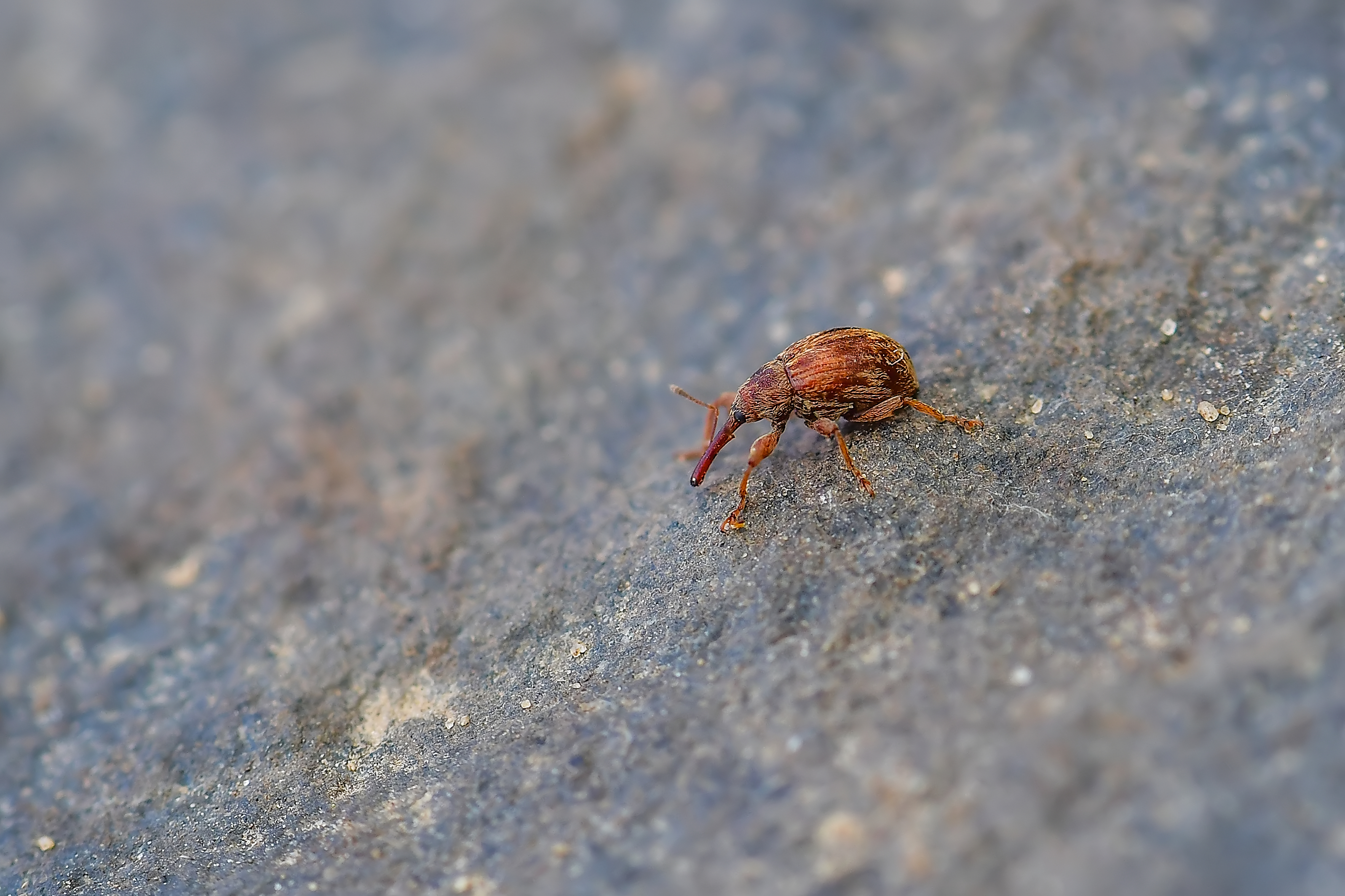 Anthonomus rectirostris - meggymaglikasztó
