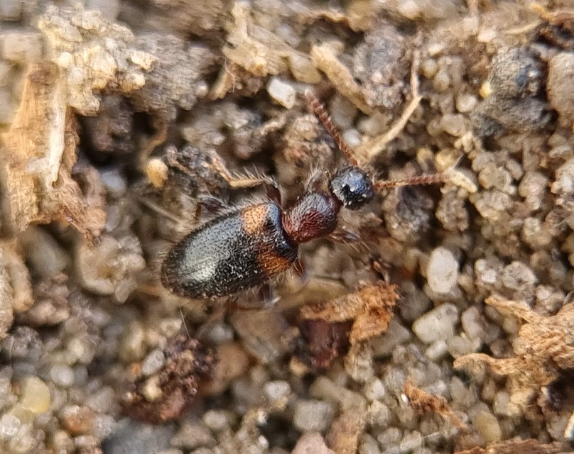 Hirticollis hispidus - szőrös fürgebogár
