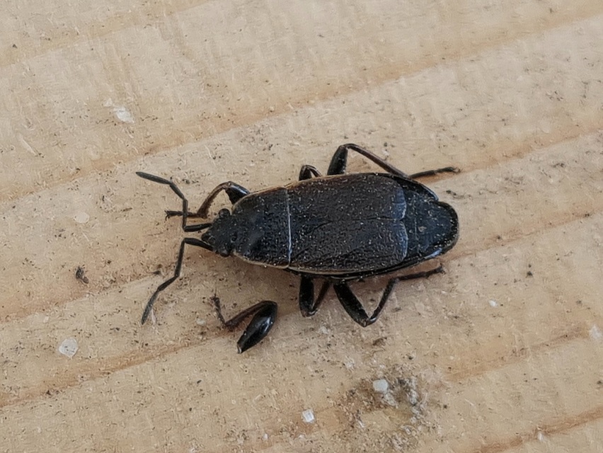 Pyrrhocoris marginatus - szegélyes bodobács