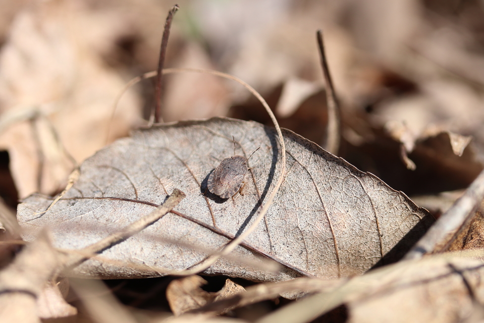 Sciocoris Sciocoris