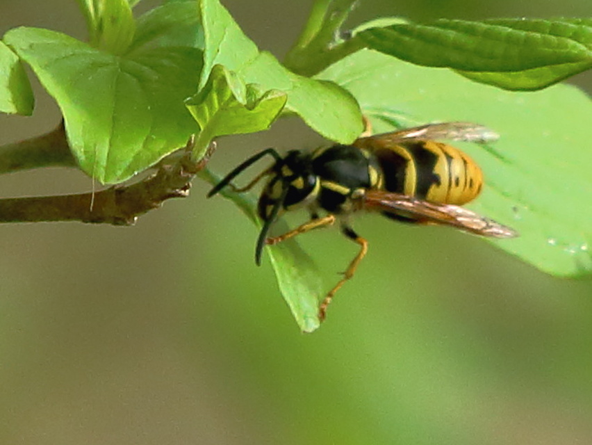 Vespula vulgaris - kecskedarázs
