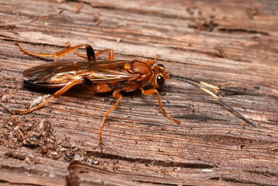 Lymantrichneumon disparis