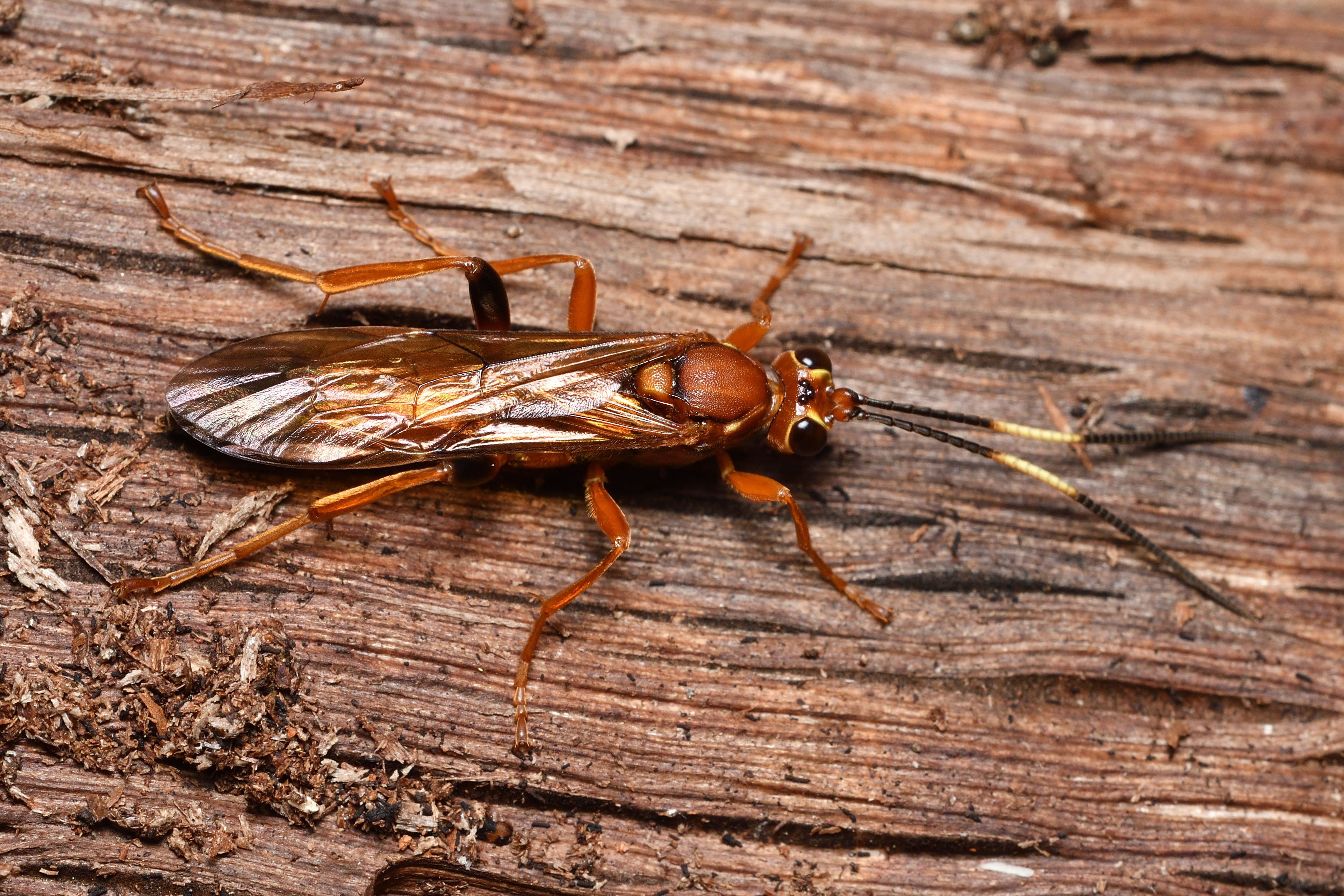 Lymantrichneumon disparis