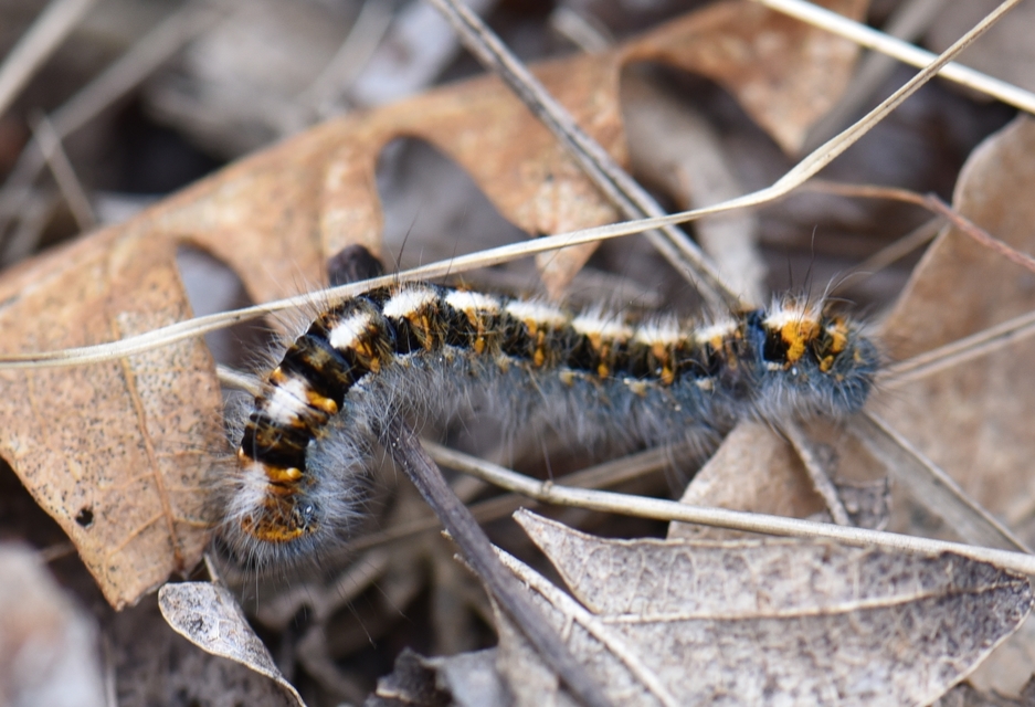 Lasiocampa quercus - tölgyfaszövő