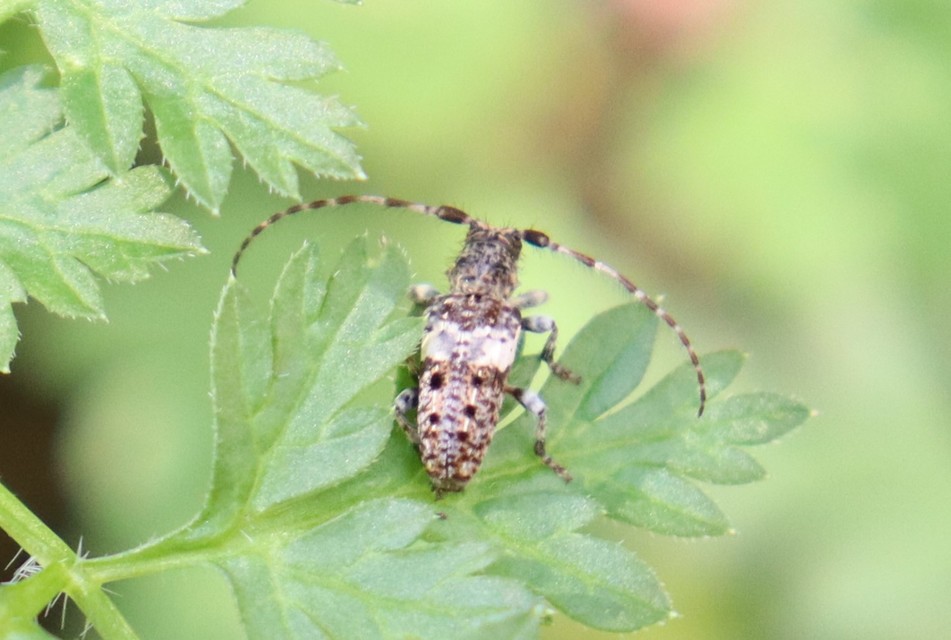 Pogonocherus hispidulus - négytövises ecsetcincér