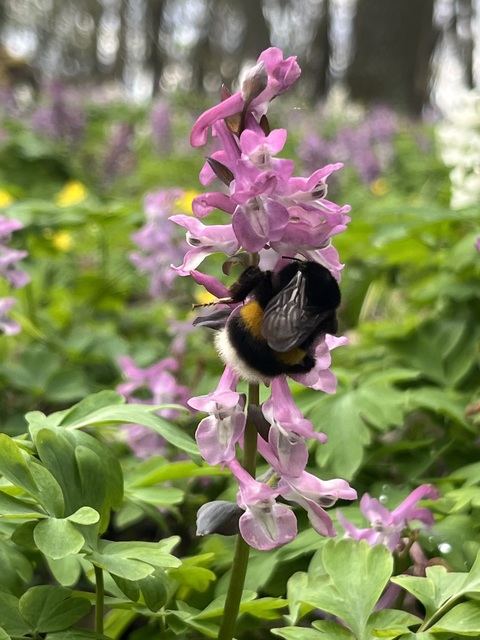 Bombus terrestris/lucorum
