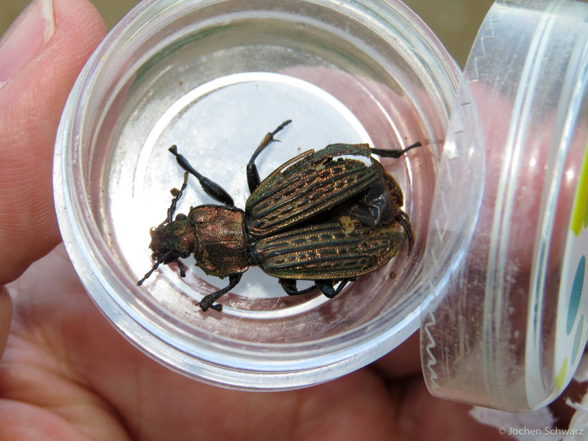 Carabus ulrichii - rezes futrinka