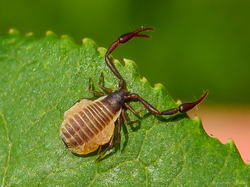 Pseudoscorpionida - Álskorpiók