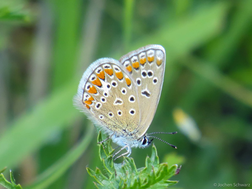 Polyommatus thersites - ibolyaszín boglárka