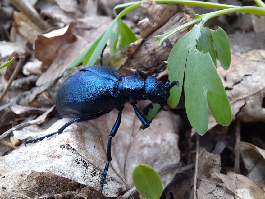 Meloe violaceus - kék nünüke