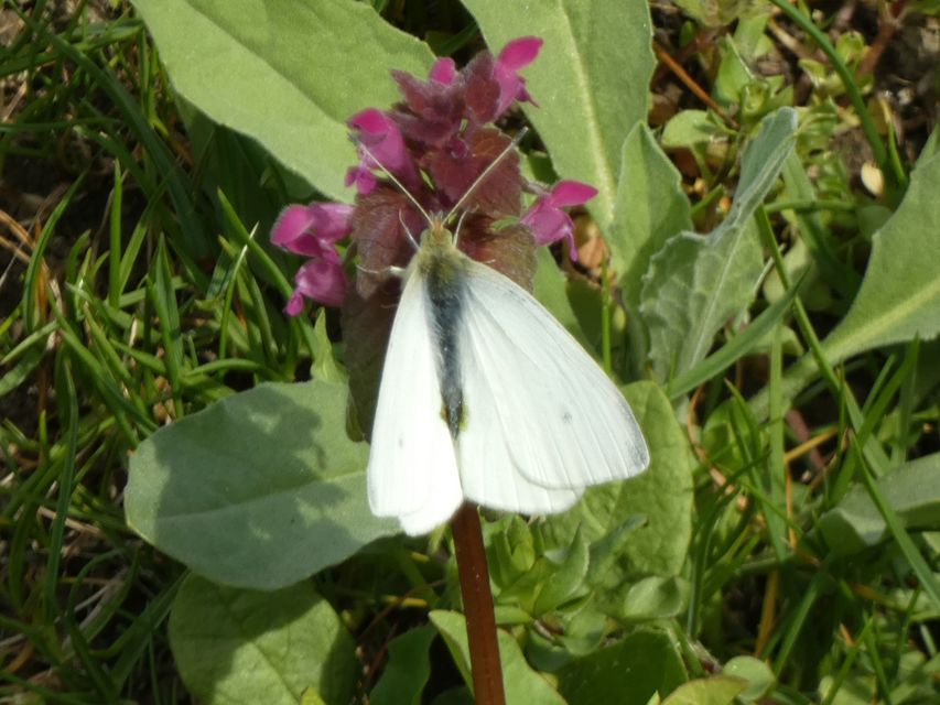 Pieris rapae - répalepke