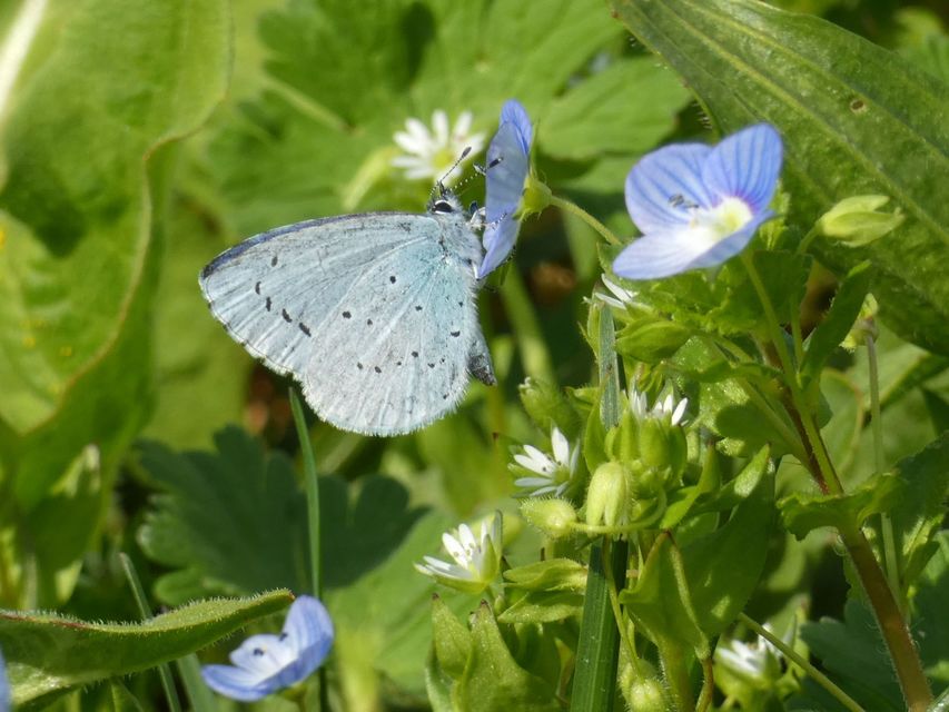 Celastrina argiolus - bengeboglárka