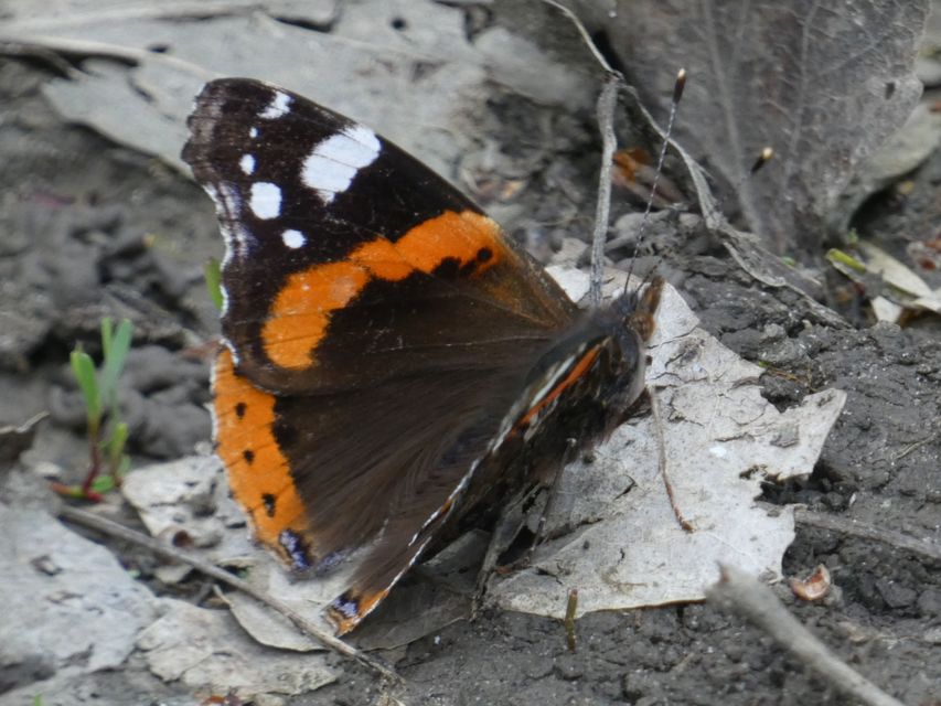 Vanessa atalanta - atalantalepke
