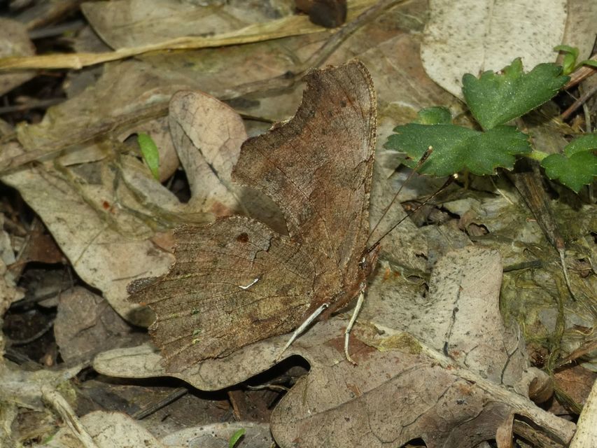 Nymphalis c-album - C-betűs lepke