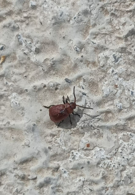 Galeruca rufa - vörös olajosbogár