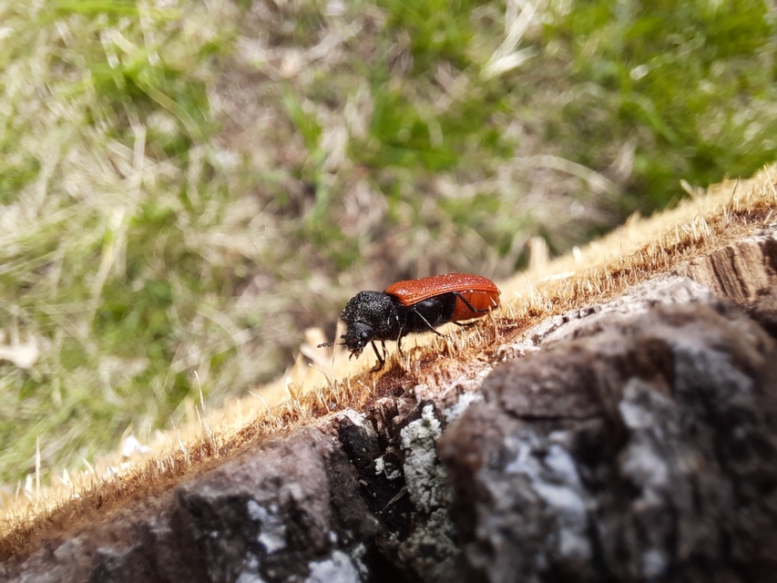 Bostrichus capucinus - piros csuklyásszú