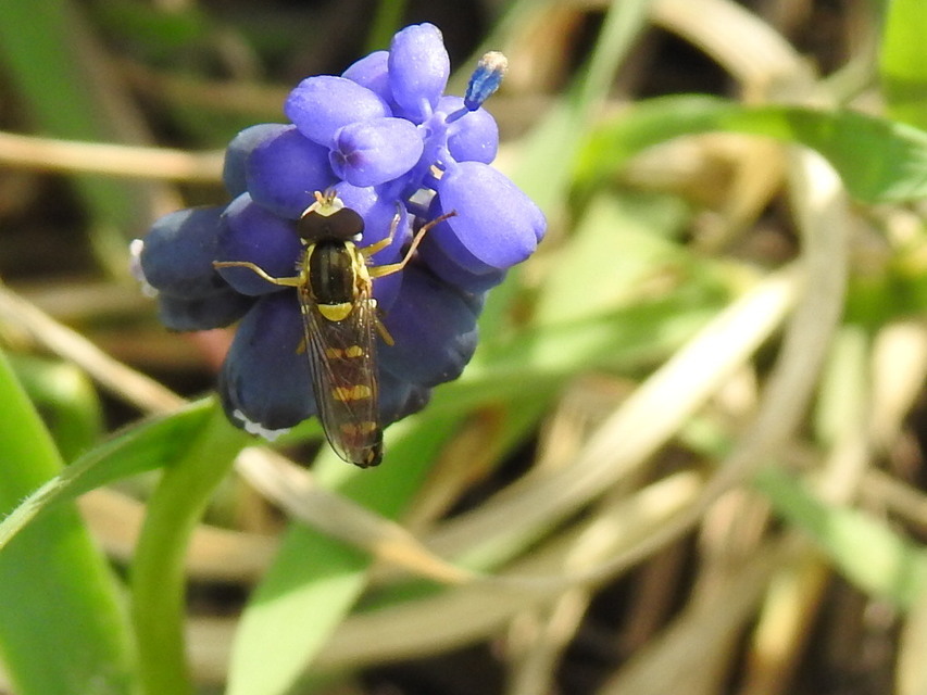 Sphaerophoria