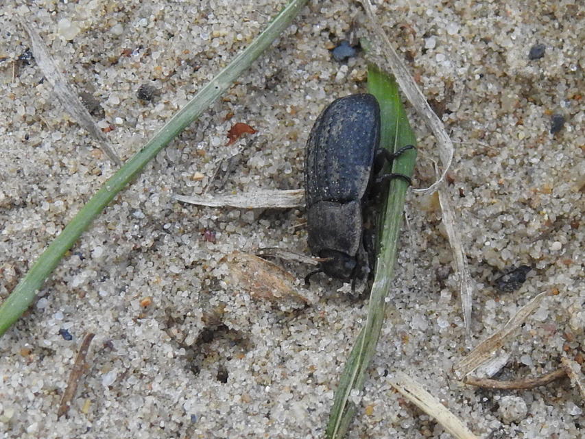 Opatrum sabulosum - sároshátú gyászbogár