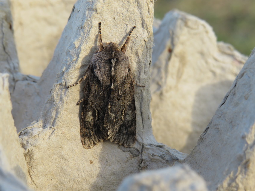 Brachionycha nubeculosa - zömök fésűsbagoly