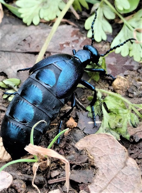 Meloe violaceus - kék nünüke