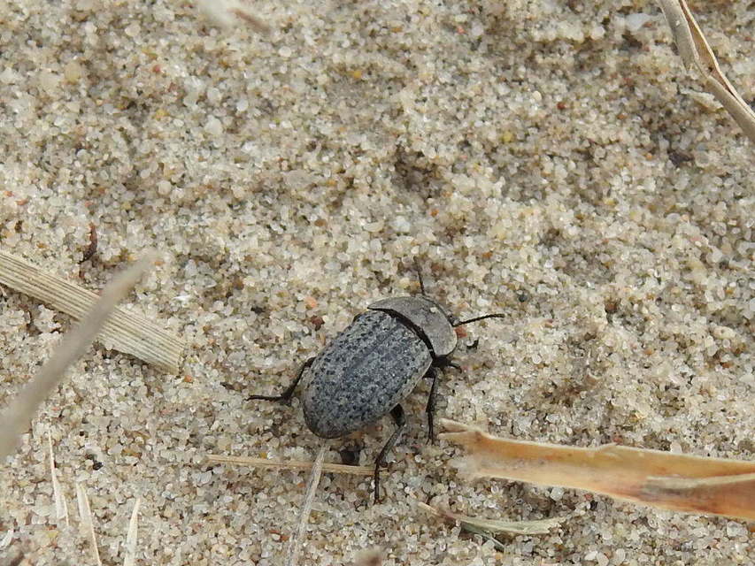 Opatrum sabulosum - sároshátú gyászbogár